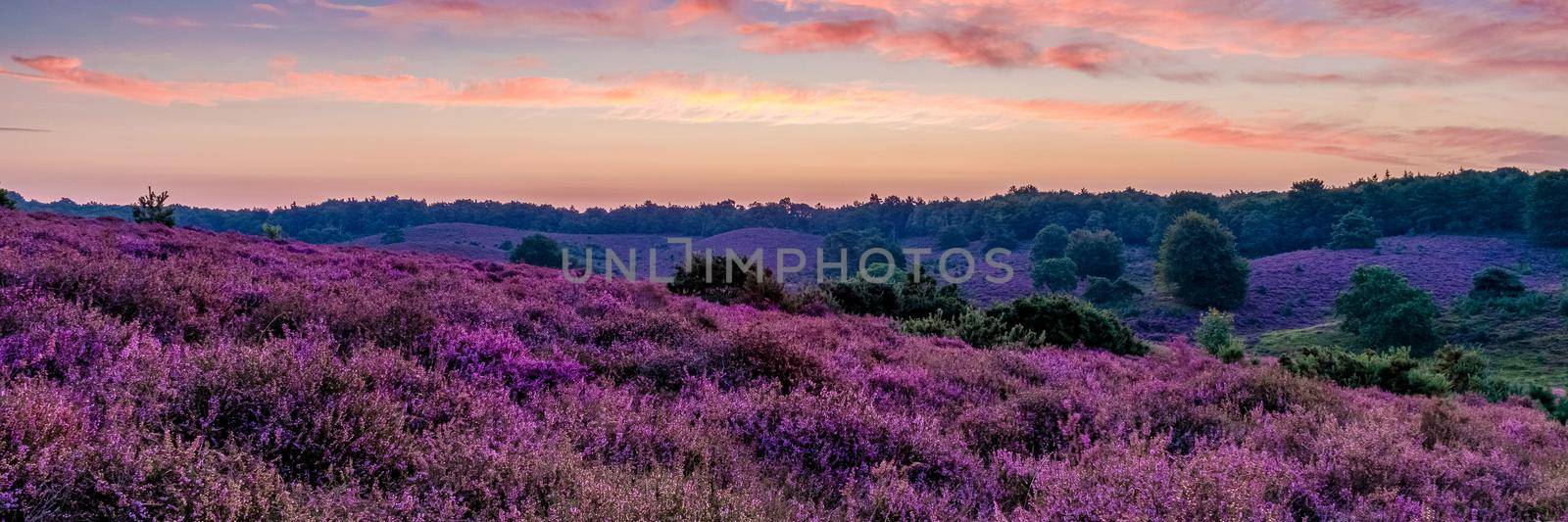 Posbank National park Veluwe, purple pink heather in bloom, blooming heater on the Veluwe by the Hills of the Posbank Rheden, Netherlands.