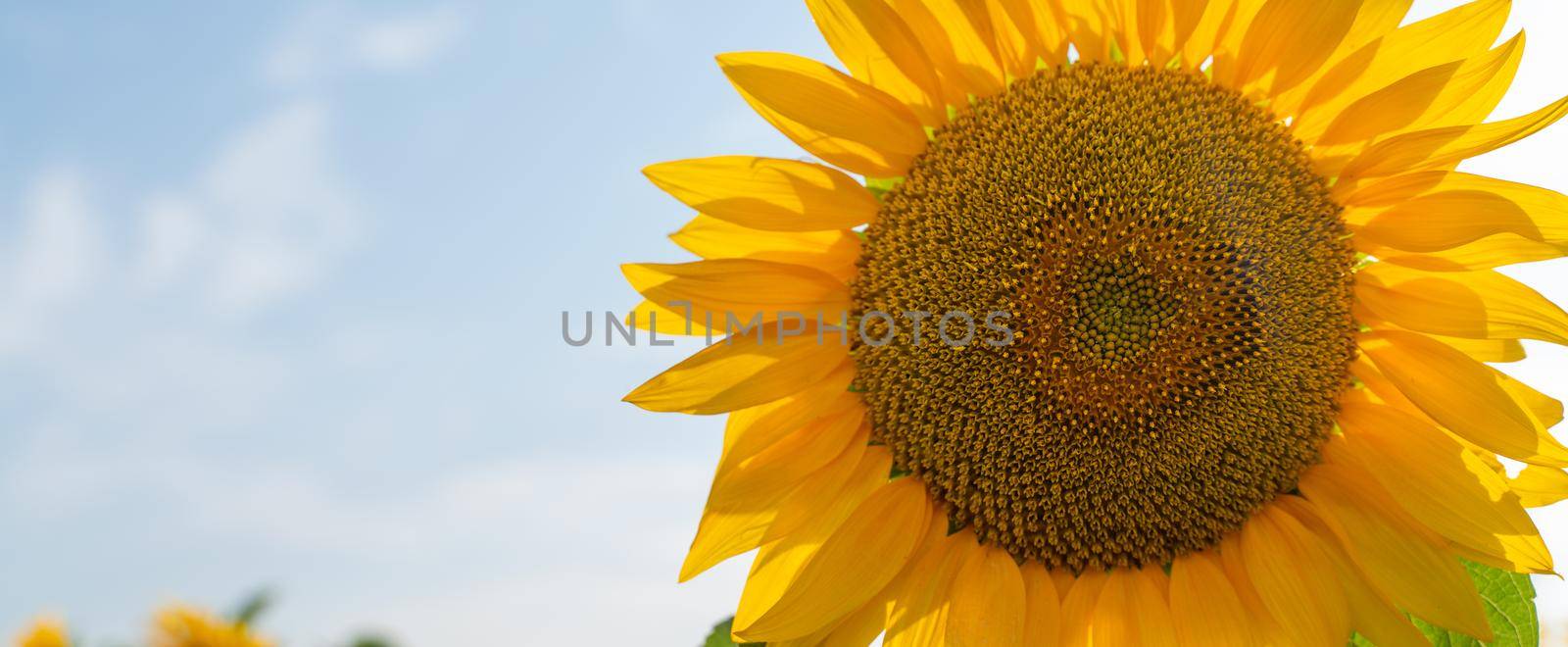 A large flower of a blooming sunflower against a blue sky. Sunflower cultivation. by Matiunina