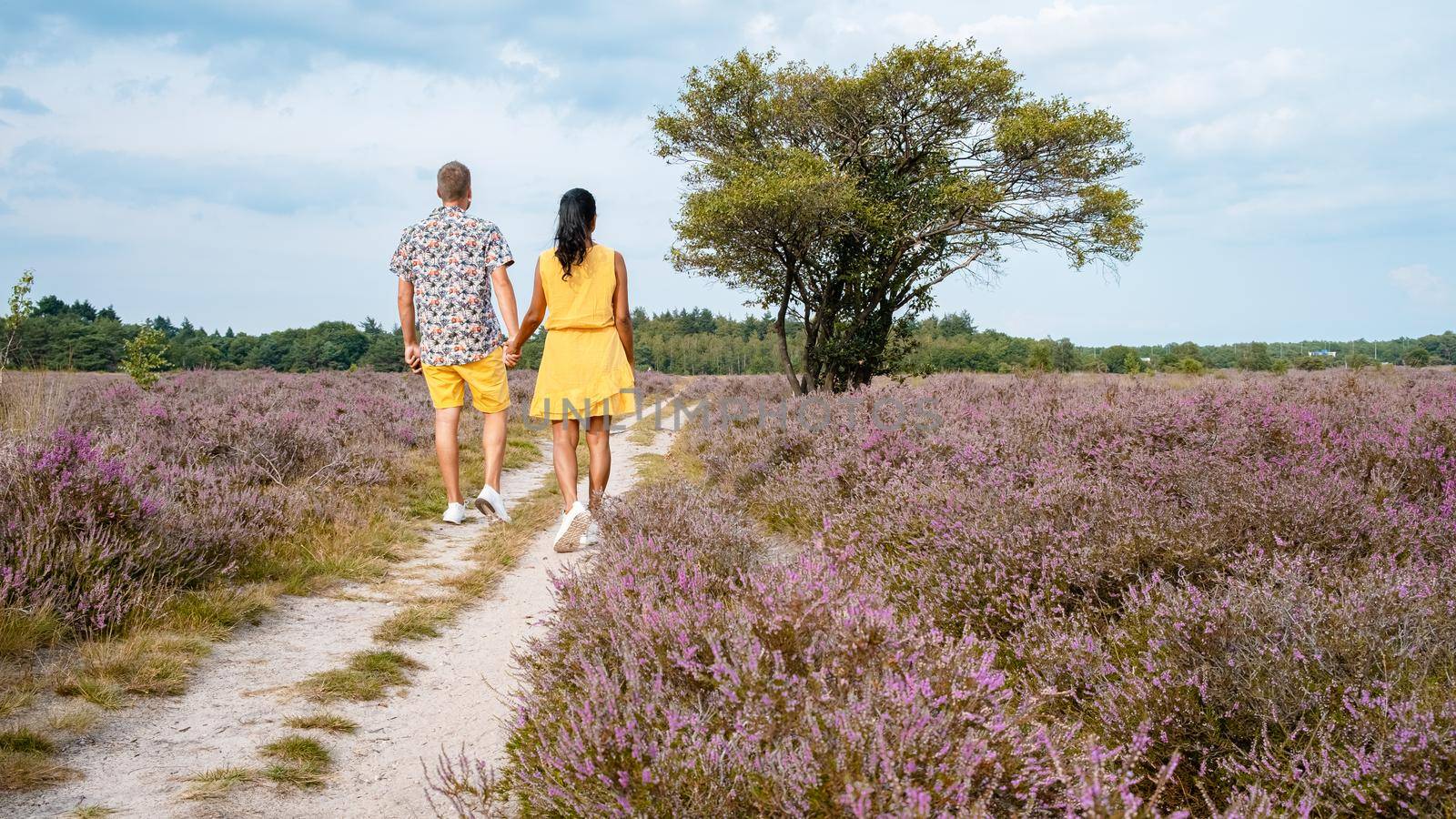 Zuiderheide National park Veluwe, purple pink heather in bloom, blooming heater on the Veluwe by Laren Hilversum Netherlands, blooming heather fields. Couple men and women walking at the countryside