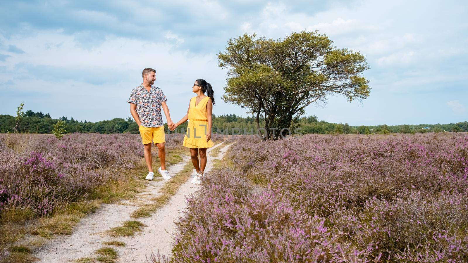 Zuiderheide National park Veluwe, purple pink heather in bloom, blooming heater on the Veluwe by Laren Hilversum Netherlands, blooming heather fields. Couple men and women walking at the countryside