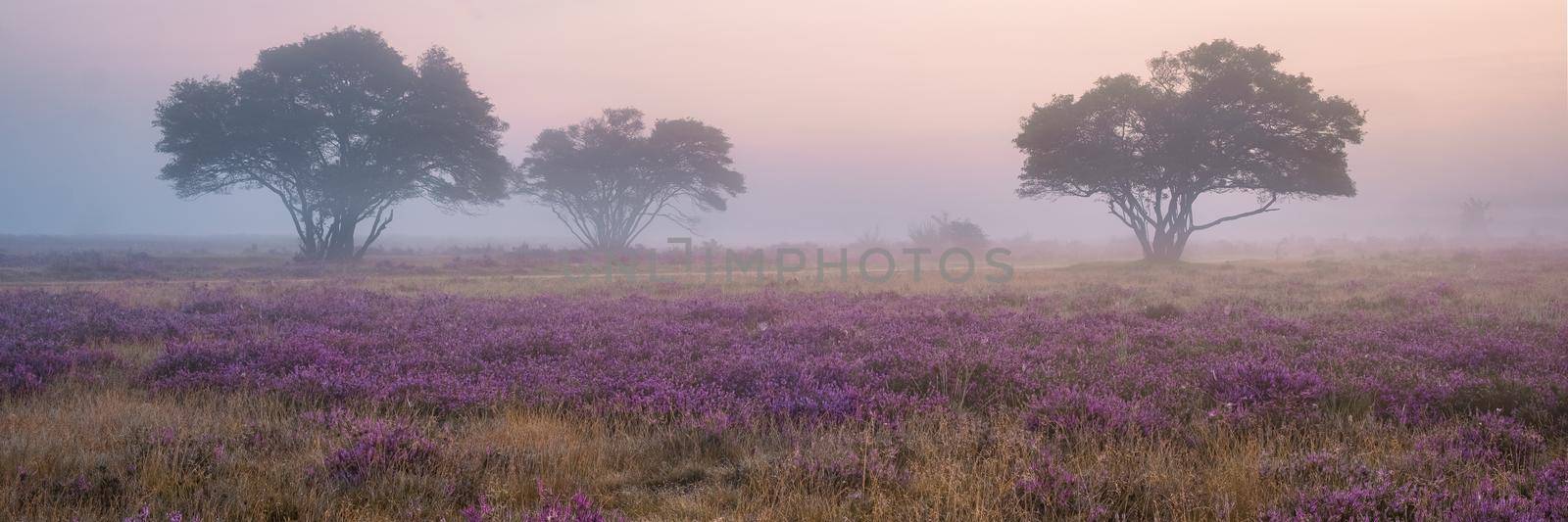 Zuiderheide National park Veluwe, purple pink heather in bloom, blooming heater on the Veluwe by Laren Hilversum Netherlands, blooming heather fields