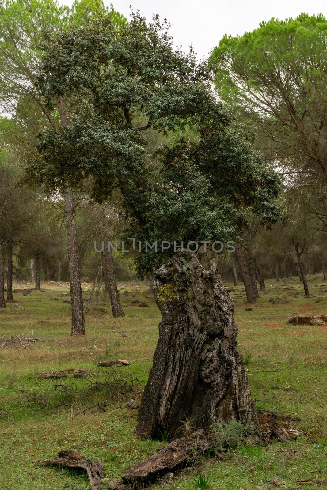 Holm oak or Quercus ilex in the foreground with moss on the trunk by joseantona