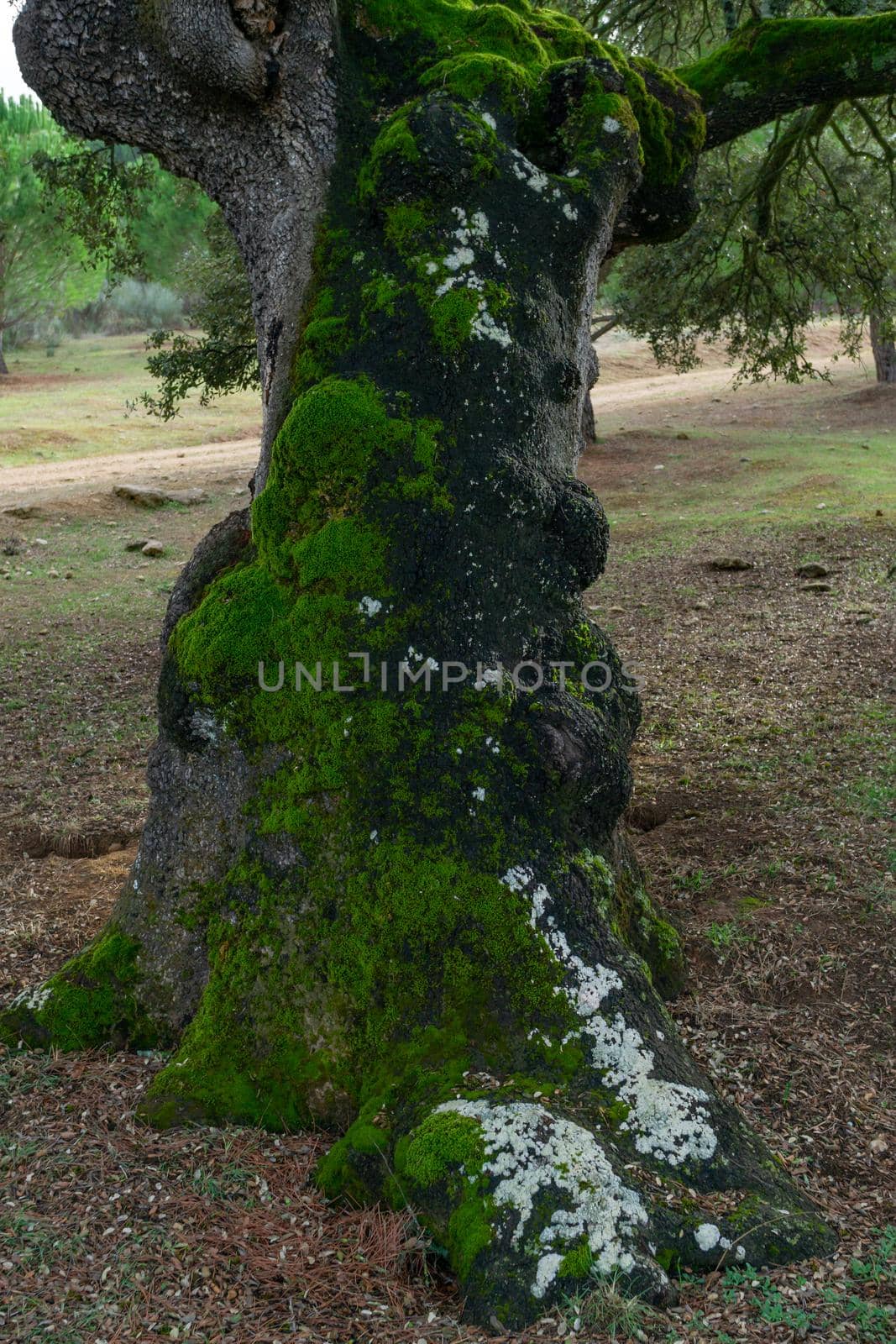 holm oak or Quercus ilex in the foreground with moss on the trunk forest colors