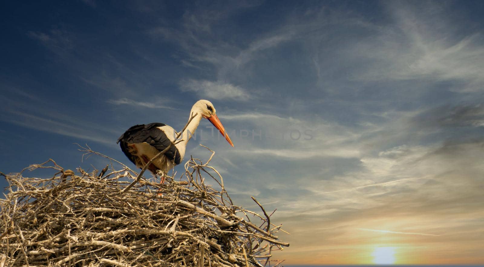 storks in the nest by joseantona