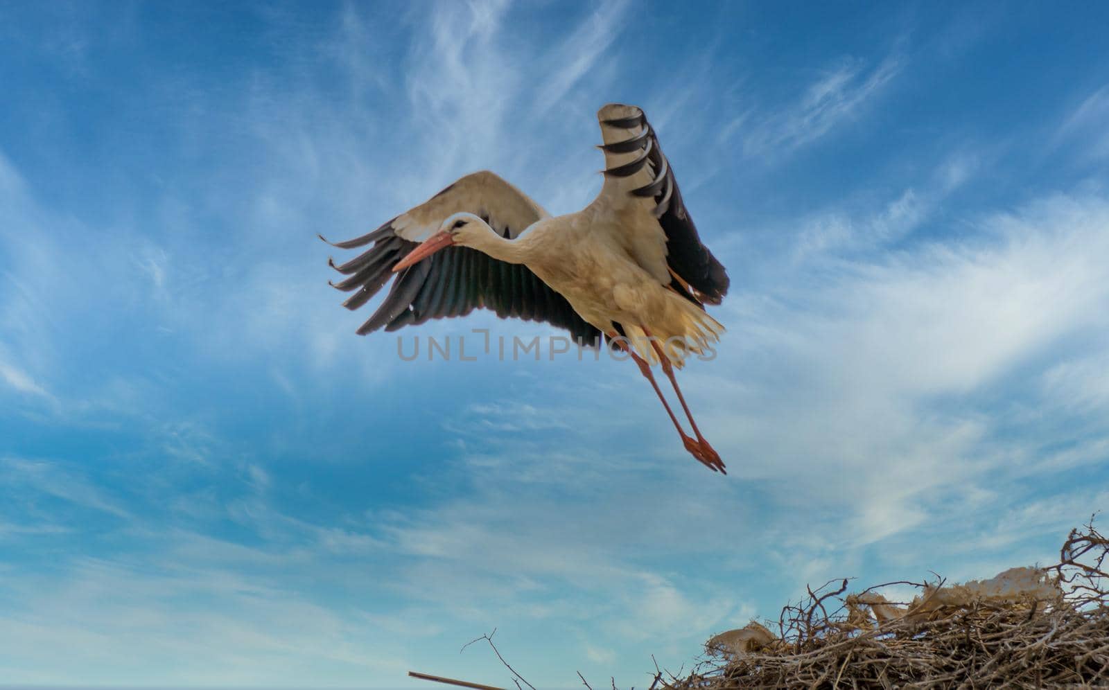 storks in the nest with cloudy sky in the background