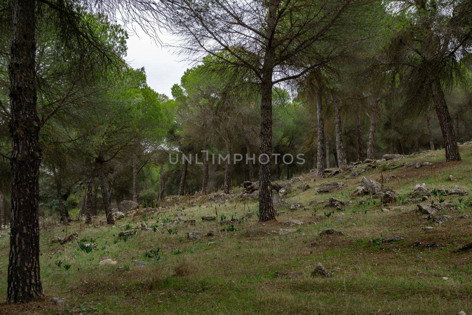 landscape of a pine forest in southern spain with grass and rocks on the ground