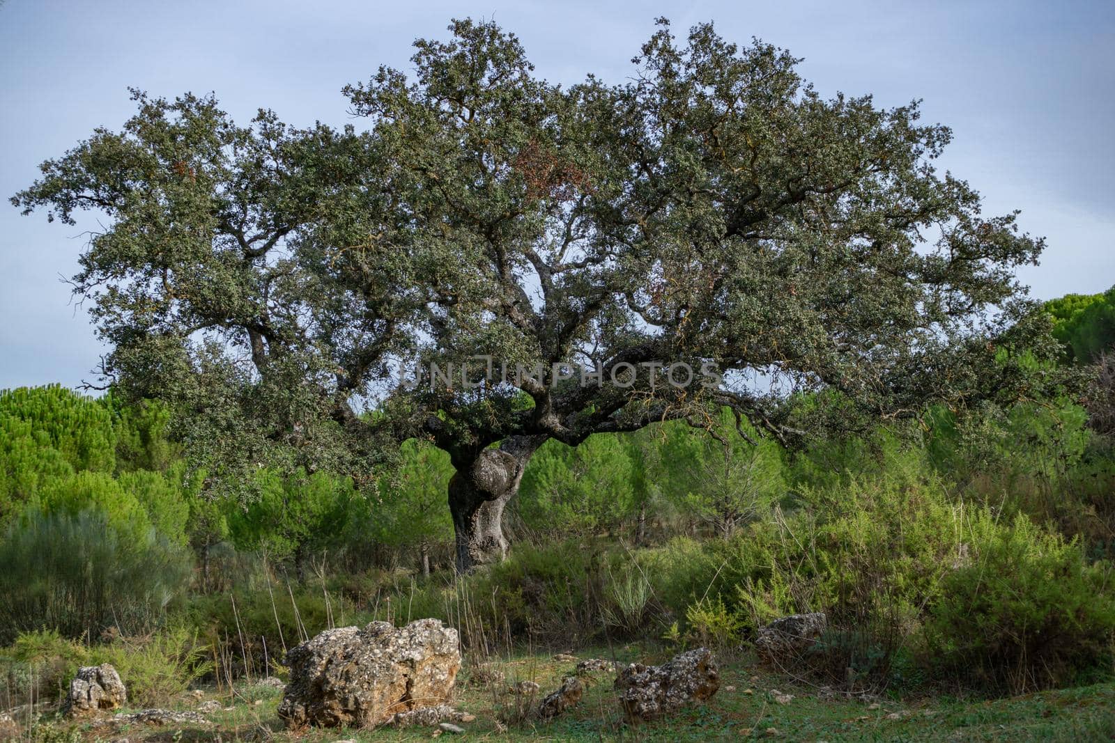holm oak or Quercus ilex in the foreground with cloudy sky in the background and copy space