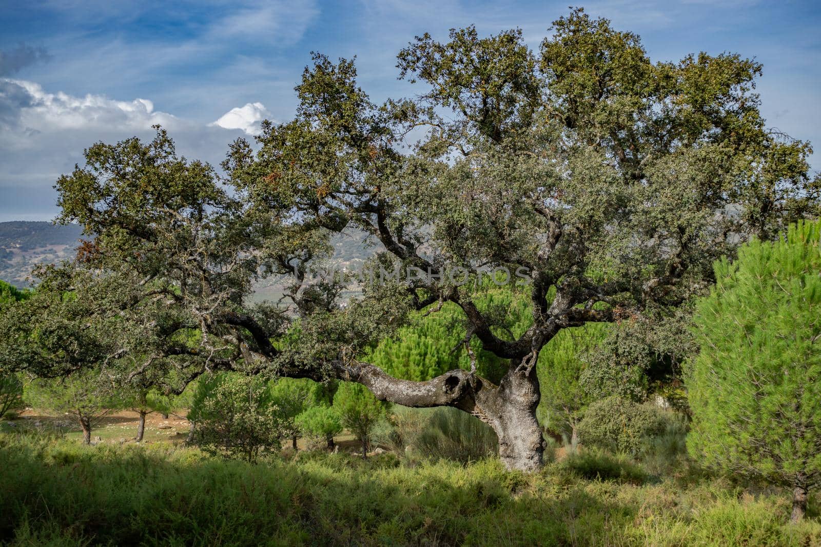 holm oak or Quercus ilex in the foreground with cloudy sky in the background and copy space