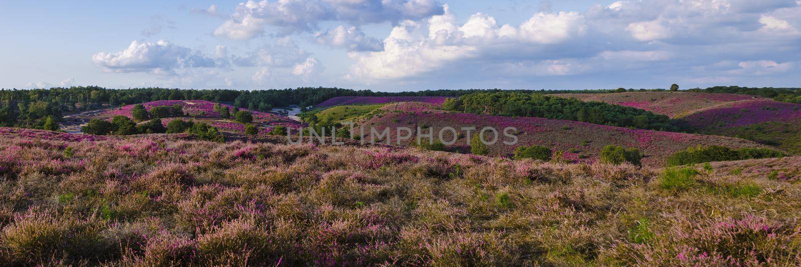 Posbank National park Veluwe, purple pink heather in bloom, blooming heater on the Veluwe by fokkebok