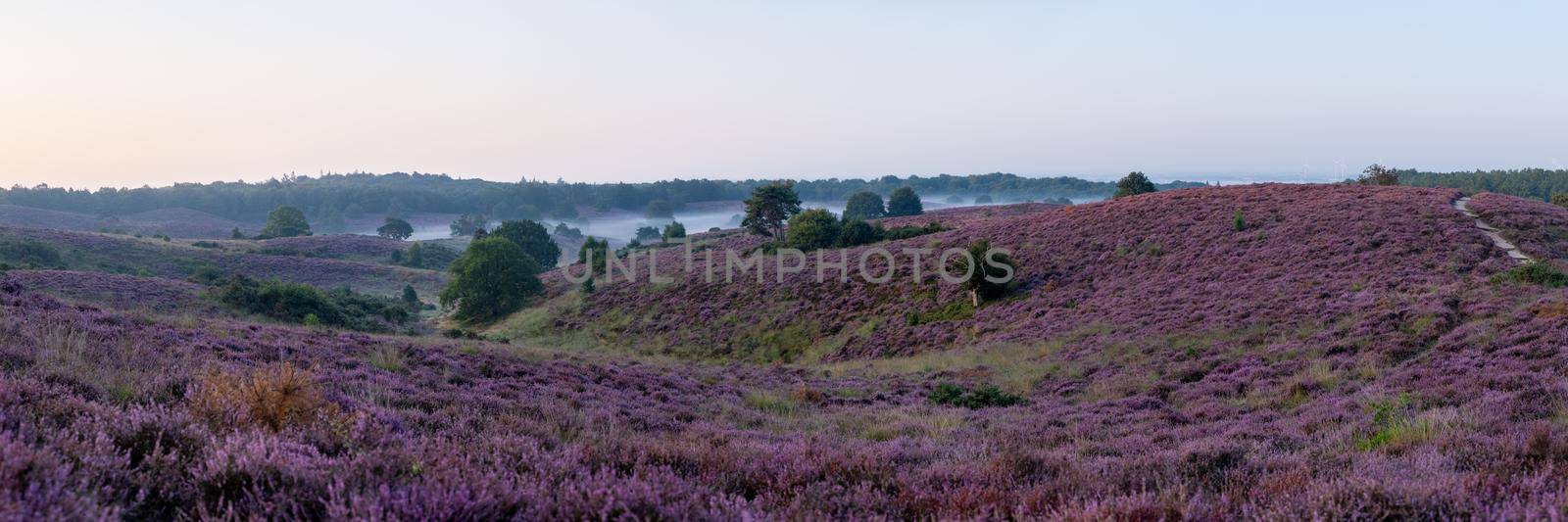 Posbank National park Veluwe, purple pink heather in bloom, blooming heater on the Veluwe by fokkebok