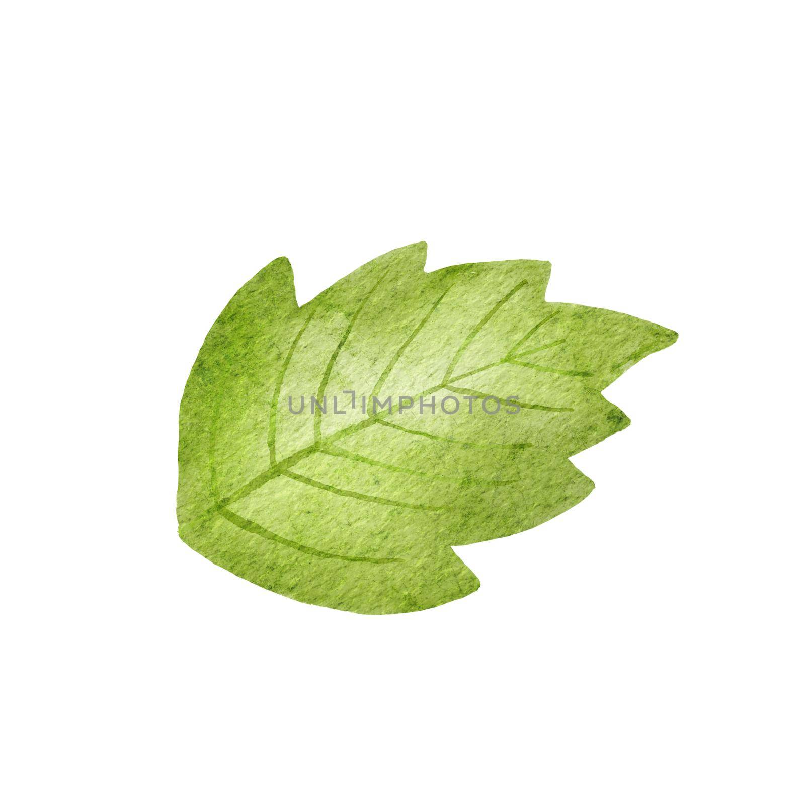 Watercolor green tree leaf isolated on white. Drawing of plant by ElenaPlatova