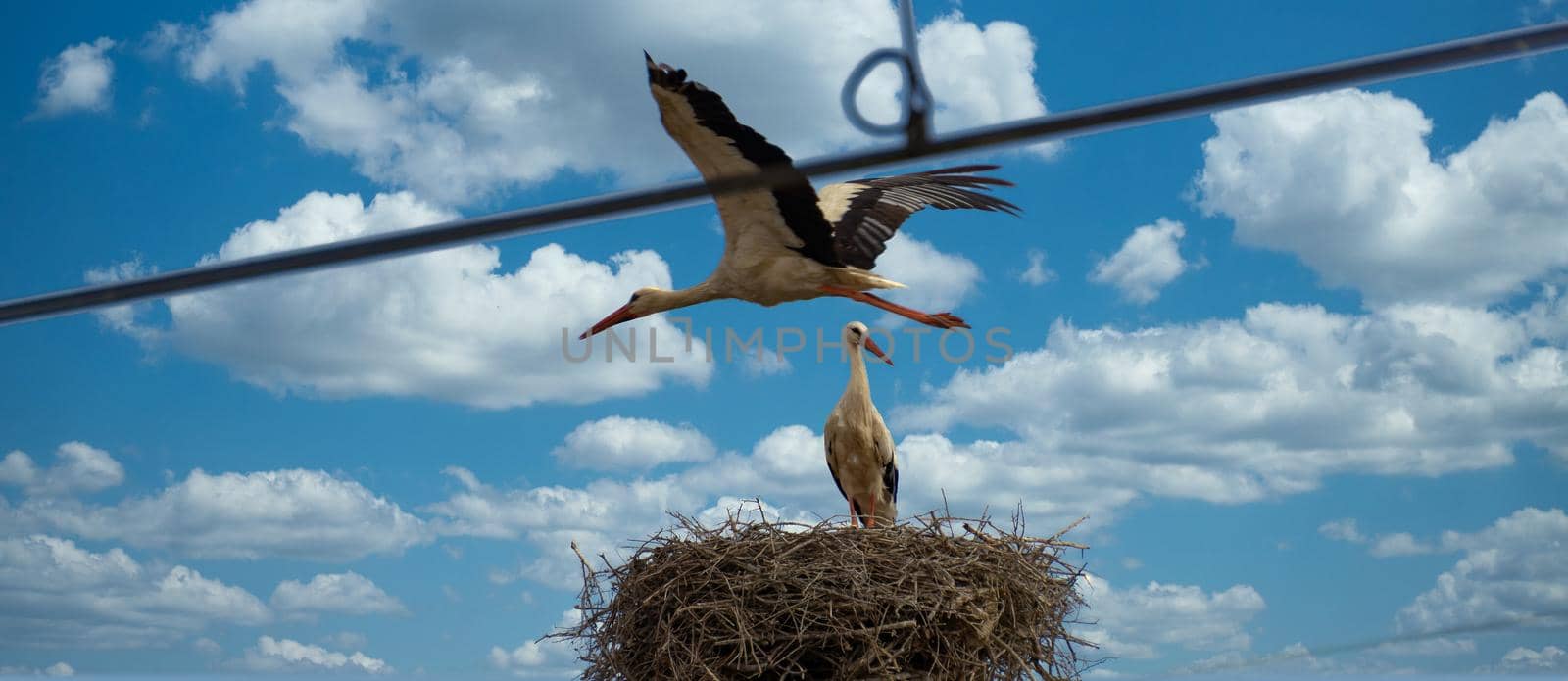 storks in the nest with cloudy sky in the background