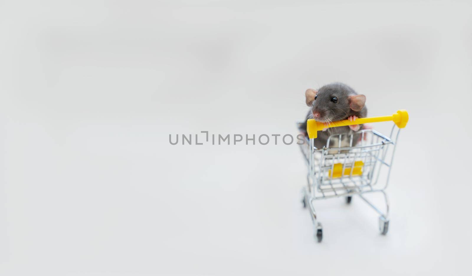 Banner gray funny rat Dumbo in a basket on a white background. She has black eyes and big ears. The concept of pets, for pet stores, pet supplies. by Matiunina