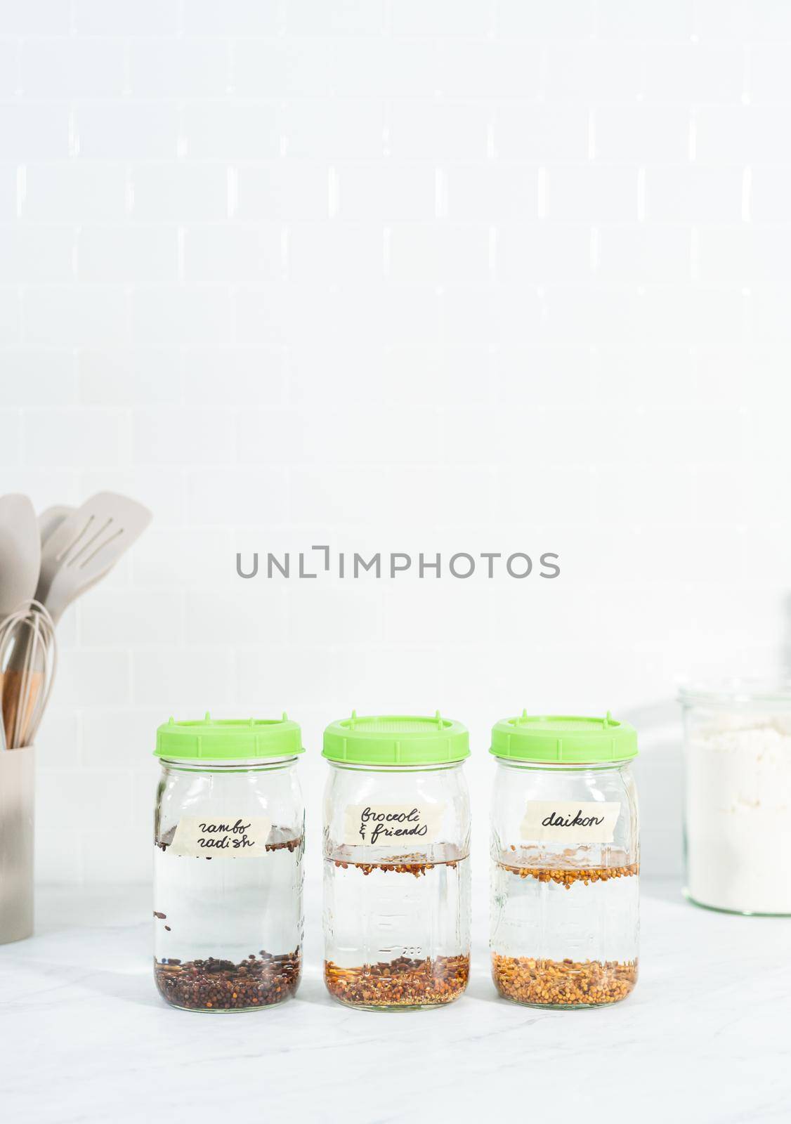 Day 1. Growing organic sprouts in a mason jar with sprouting lid on the kitchen counter.