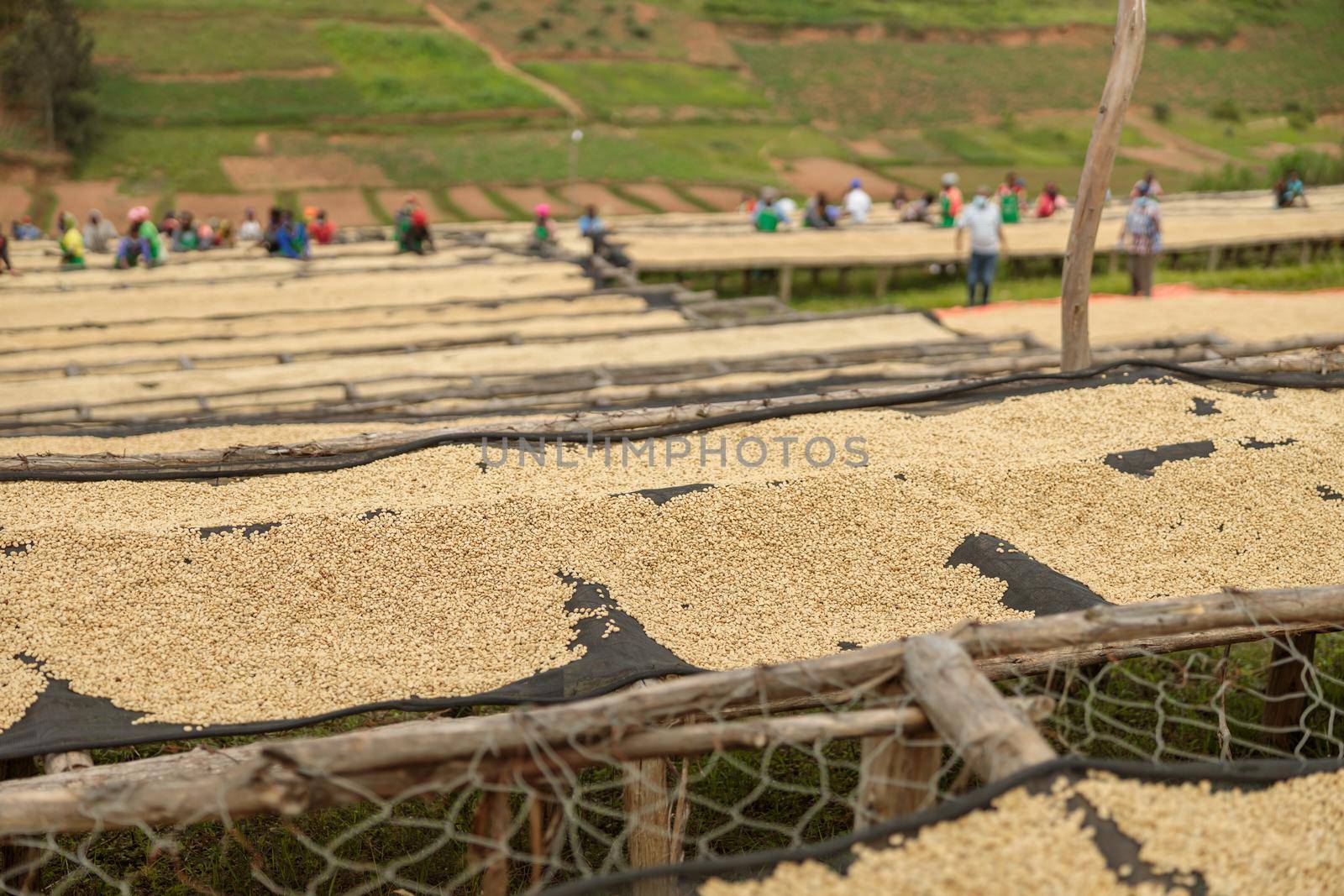 African Amerian workers standing near drying racks at coffee farm, Rwanda