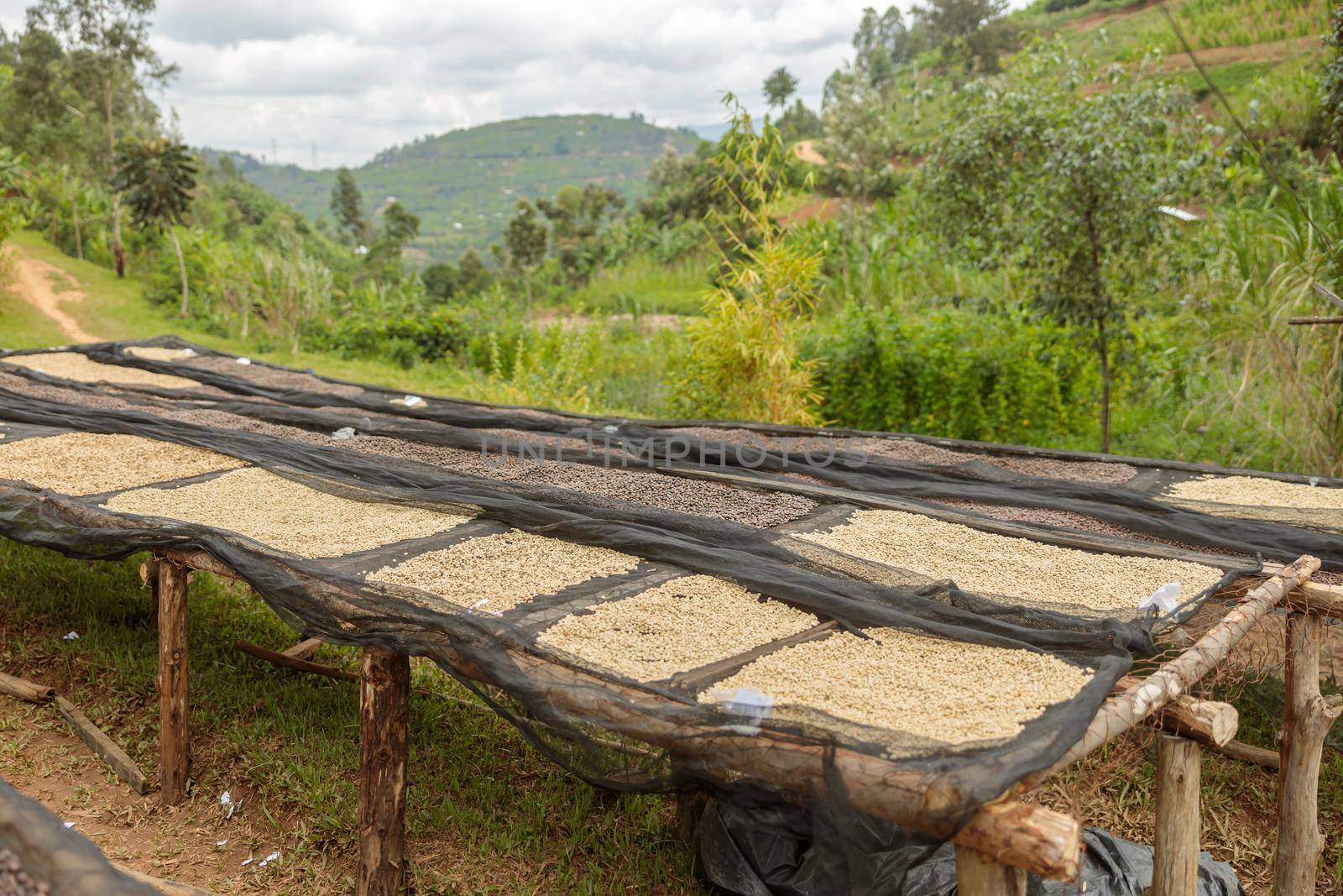 Tables with coffee beans in the nature process of drying in farm in Africa