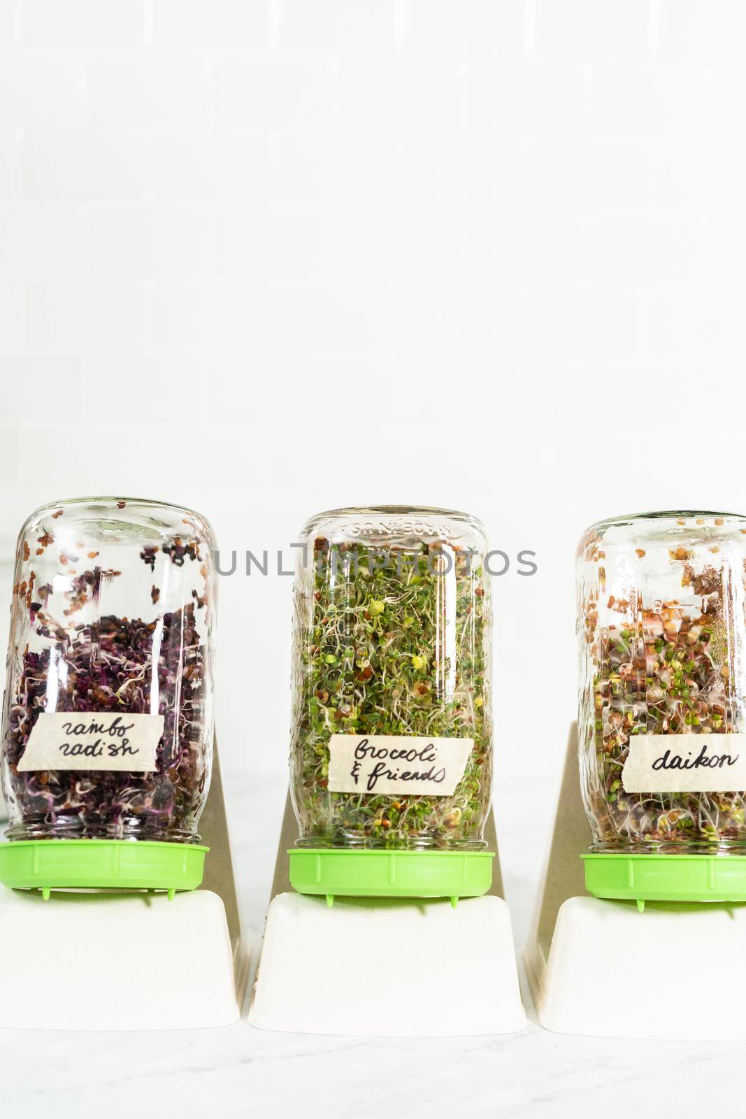 Growing sprouts in a jar by arinahabich