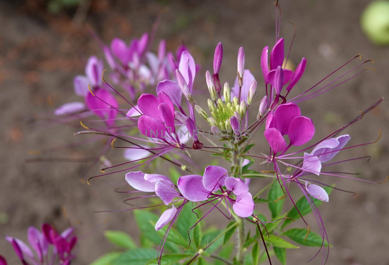 Fragile pink flowers on a plant with five-fingered leaves by WielandTeixeira