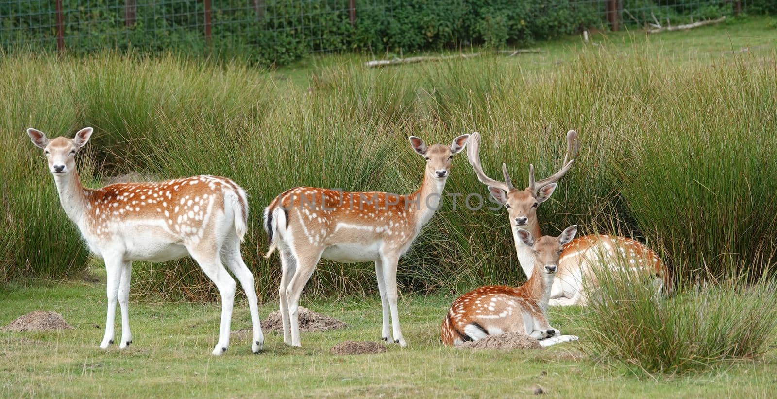 A group fallow deer standing and lying by WielandTeixeira