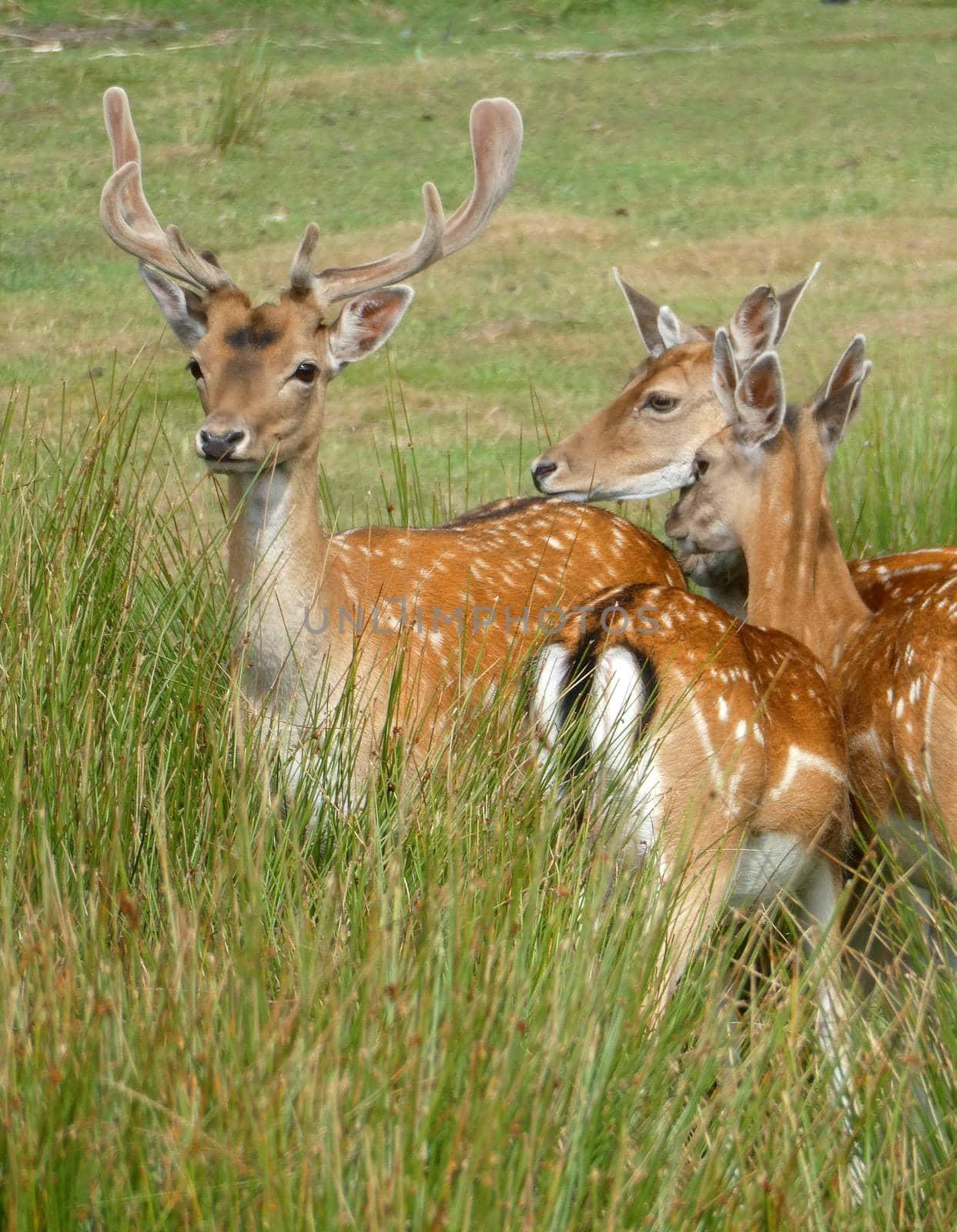 A herd of European fallow deer standing in high grass. A buck and a few does. The buck is looking nervous. 