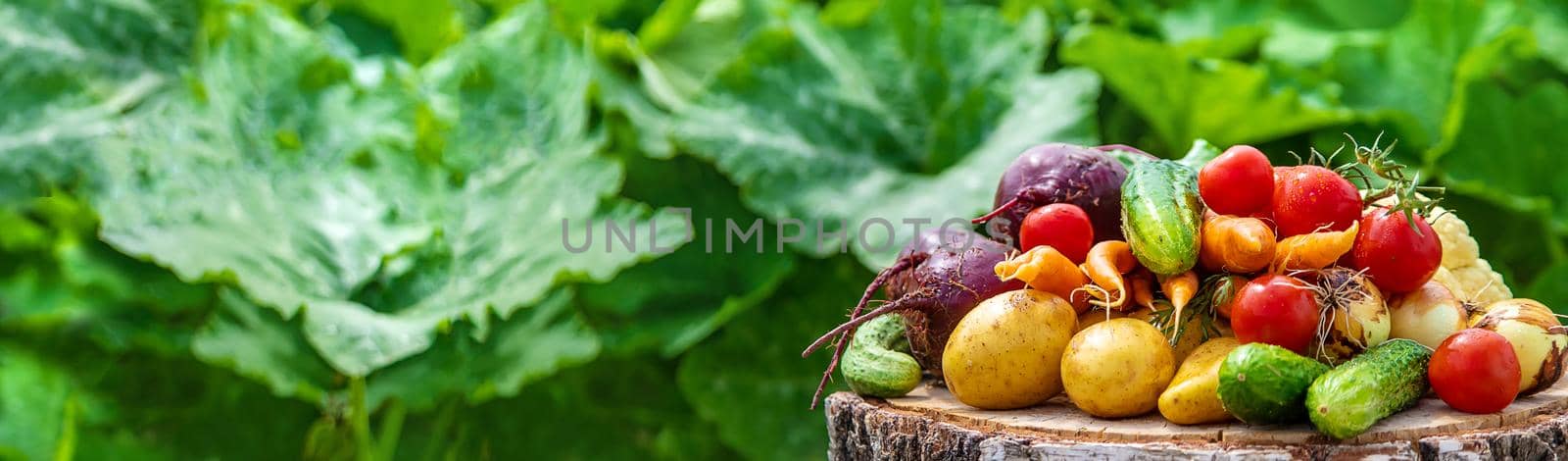 Harvest vegetables in the garden. Selective focus. by yanadjana