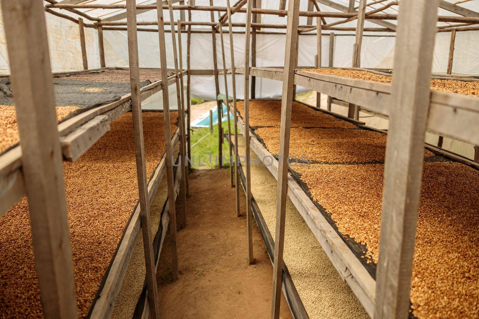 Freshly dried coffee beans ready for processing at farm in Rwanda region