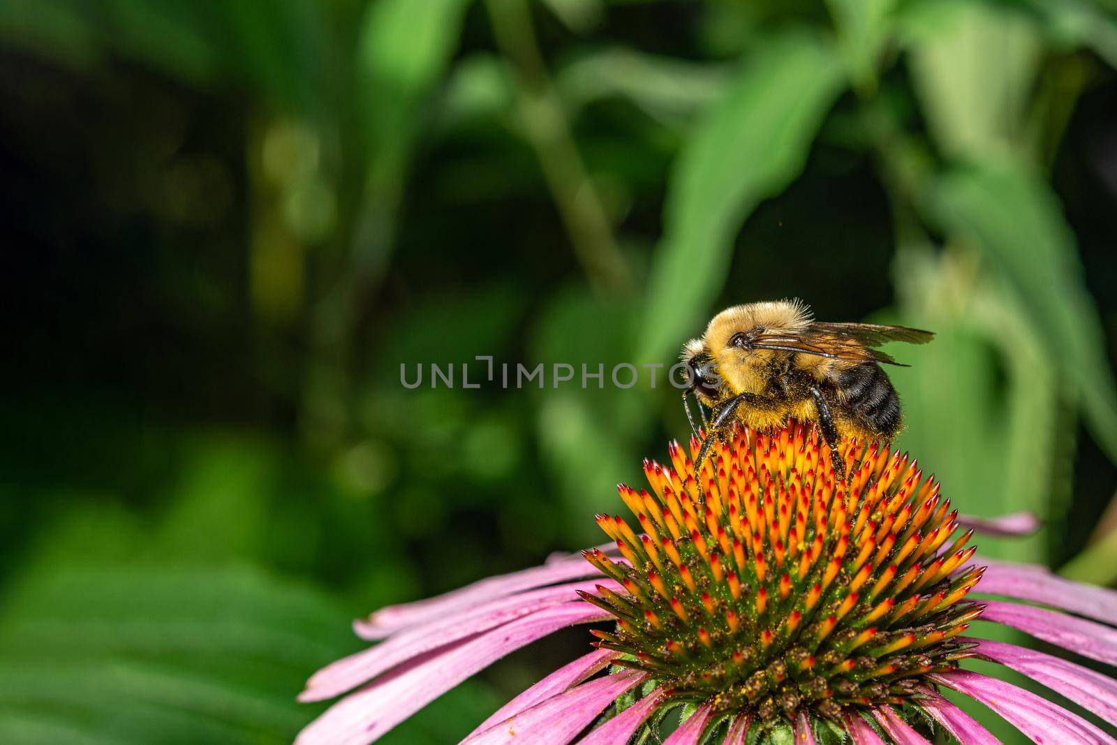 Bumblebee saddled the head of a pink flower in search of nectar by ben44