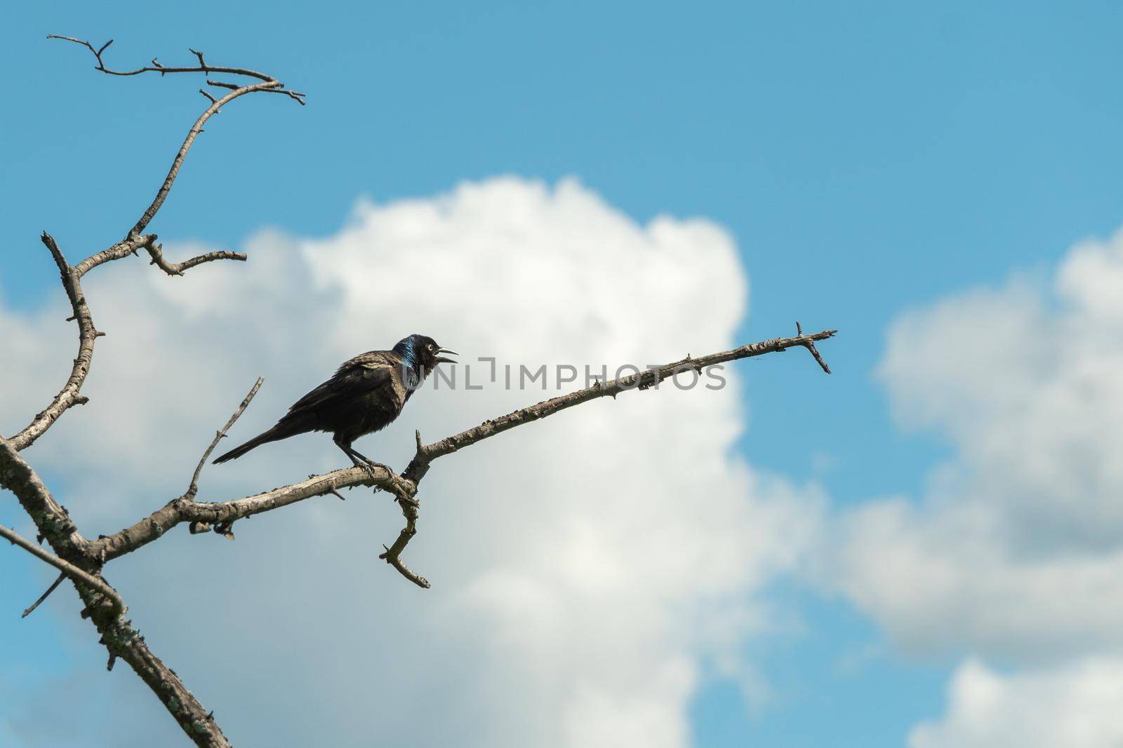 A small songbird sits on a dry branch and calls the female
