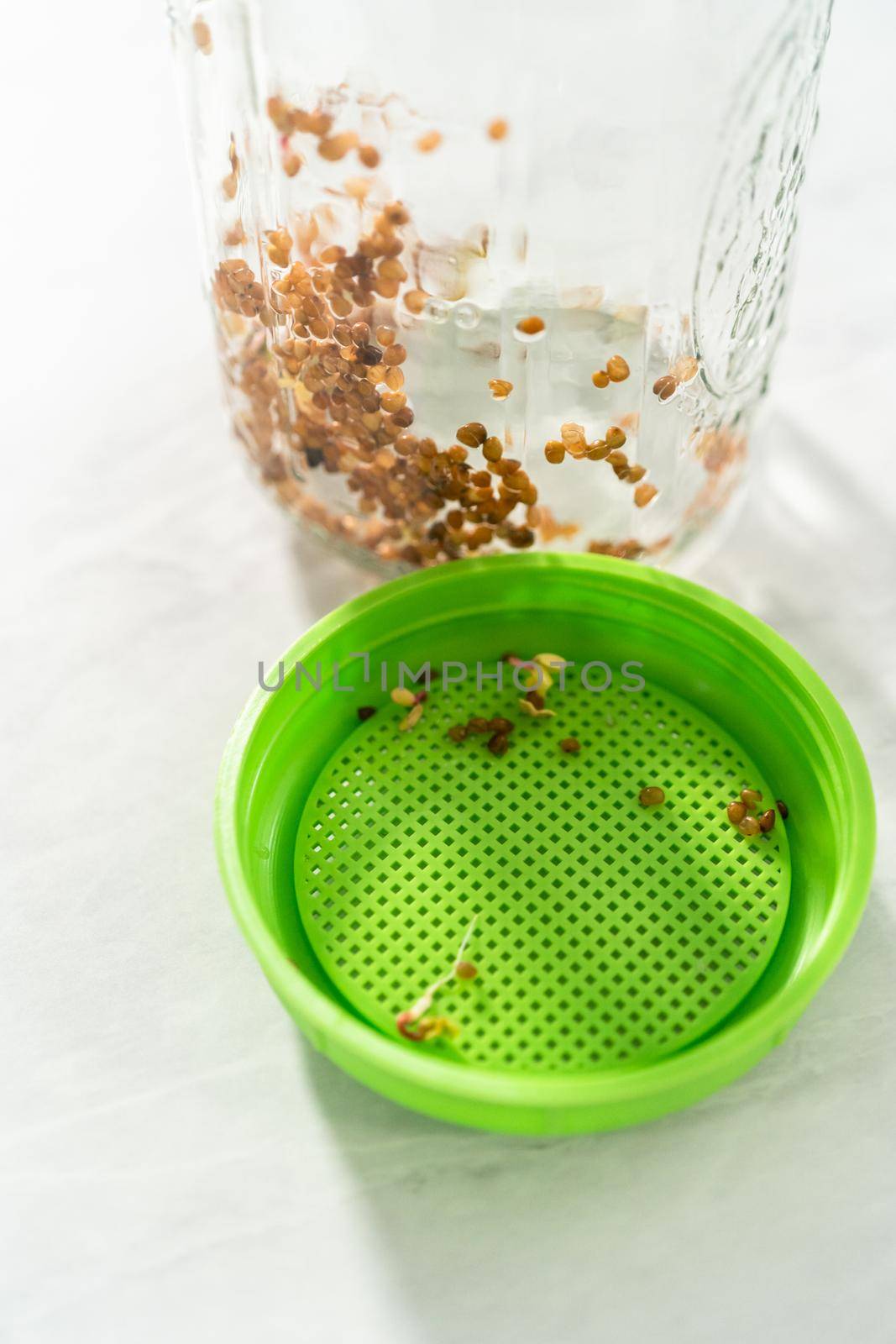 Day 6. Harvesting organic sprouts that were grown in a glass jar.