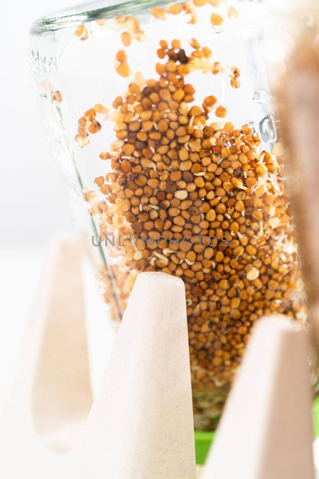 Day 4. Growing organic sprouts in a mason jar with sprouting lid on the kitchen counter.