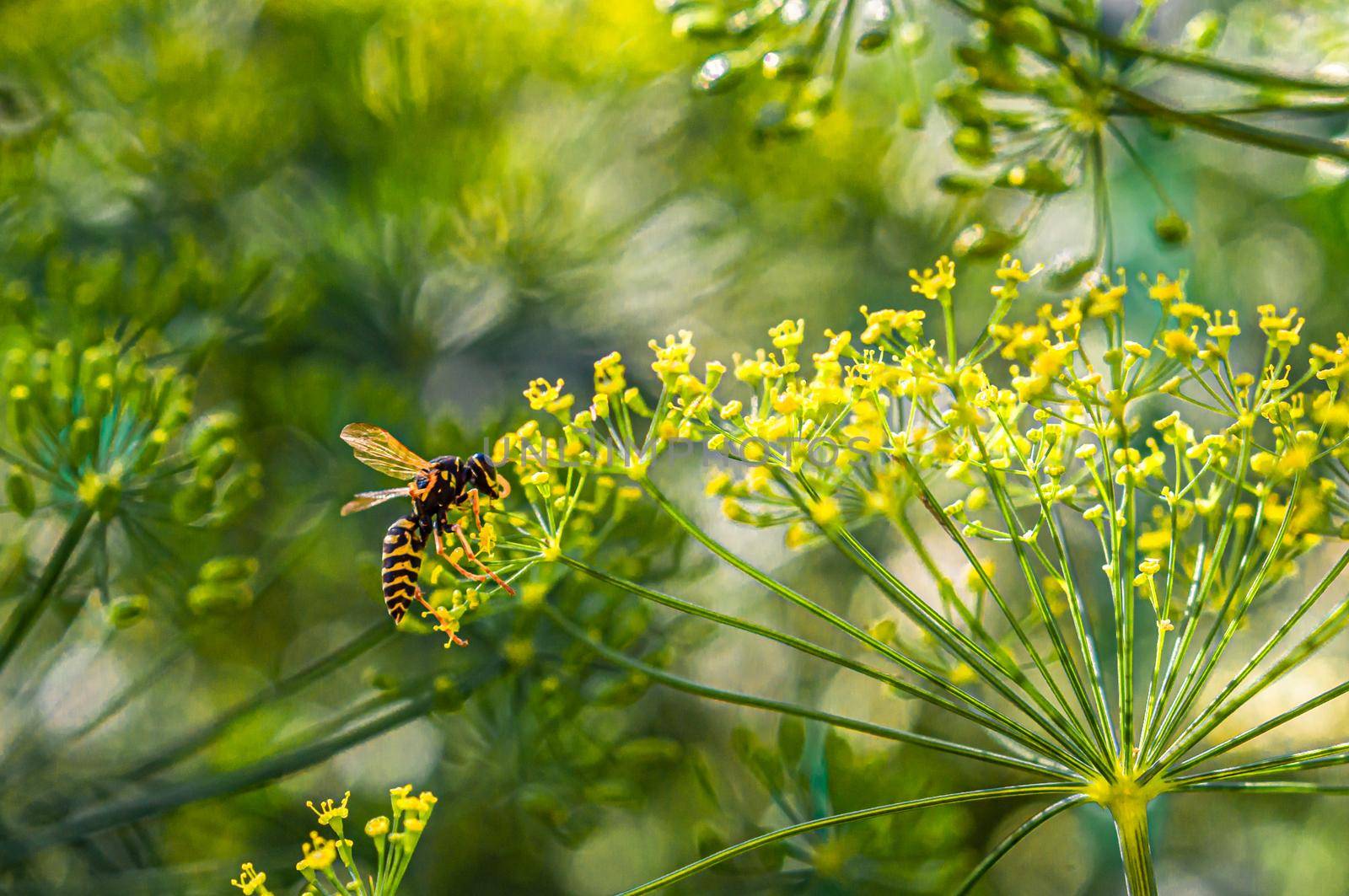 A wasp drinks nectar from a dill flower by ben44