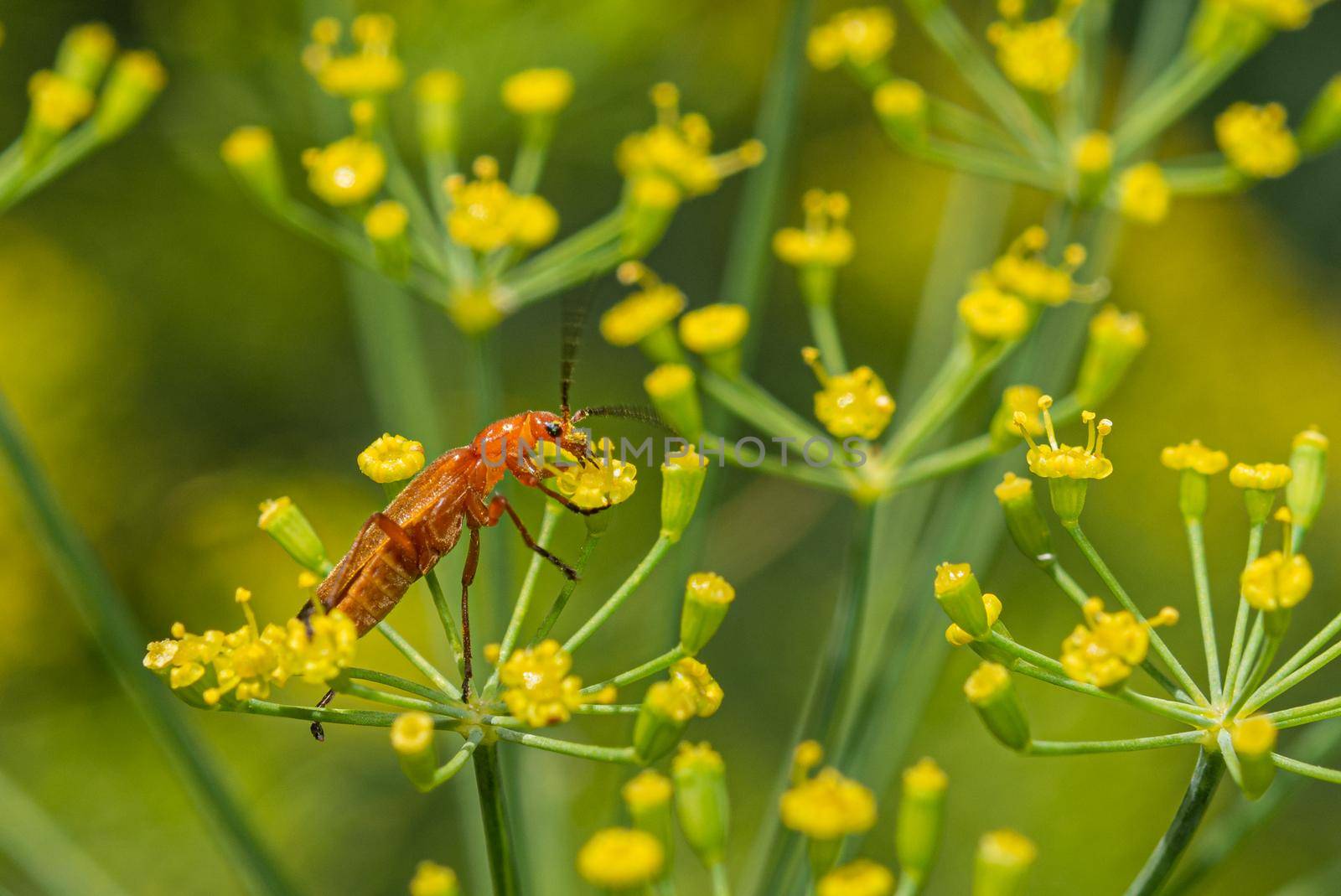 Beetle looking for food in dill flowers by ben44