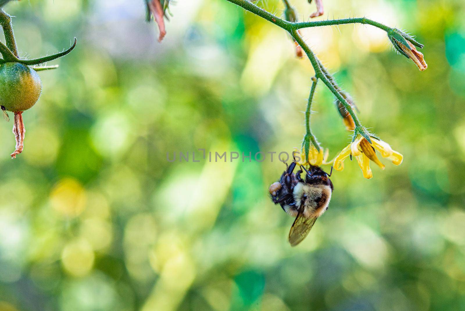 A shaggy bumblebee hung, clasping a tomato flower with its paws and trying to extract nectar from it