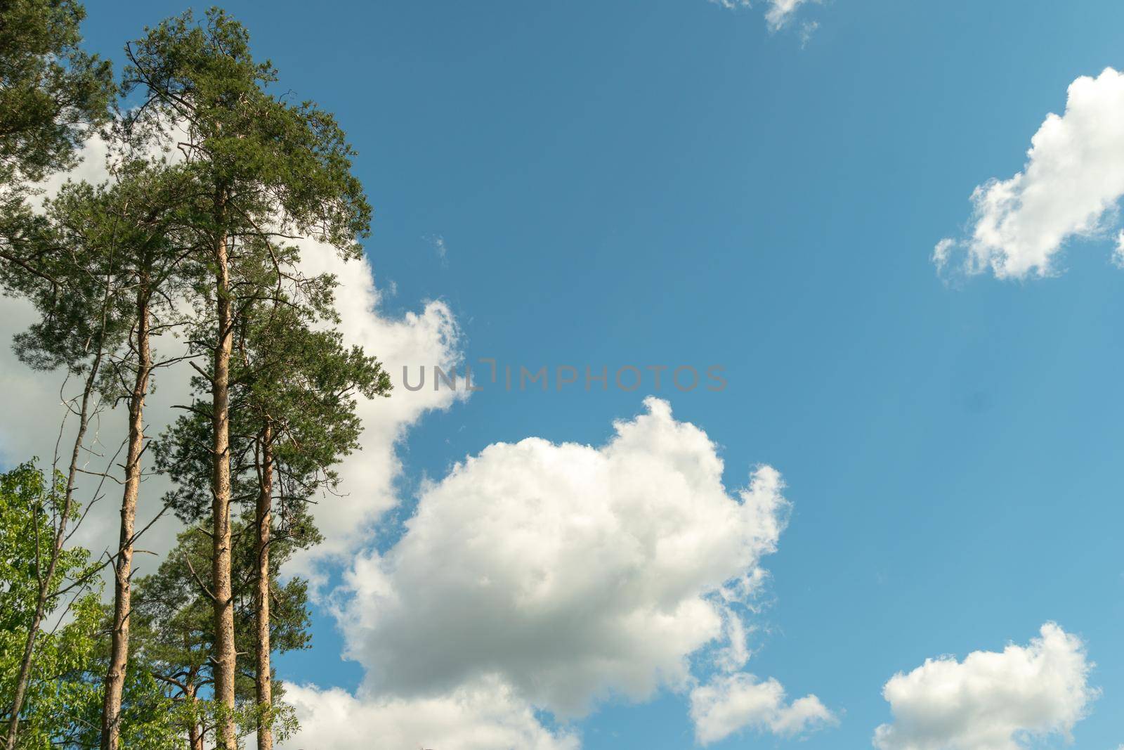 White clouds float across the blue sky next to the green tops of the pines