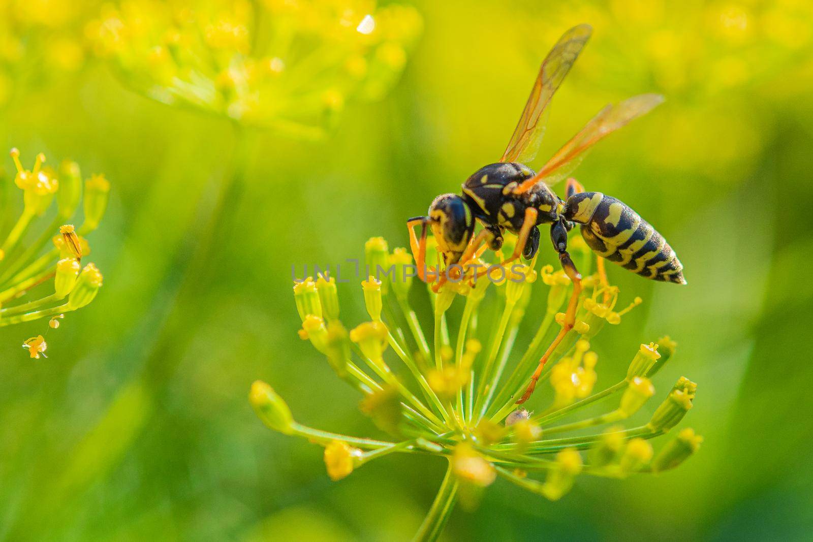 A heavy wasp, with difficulty holding on to the staggering dill flowers, drinks nectar from them.