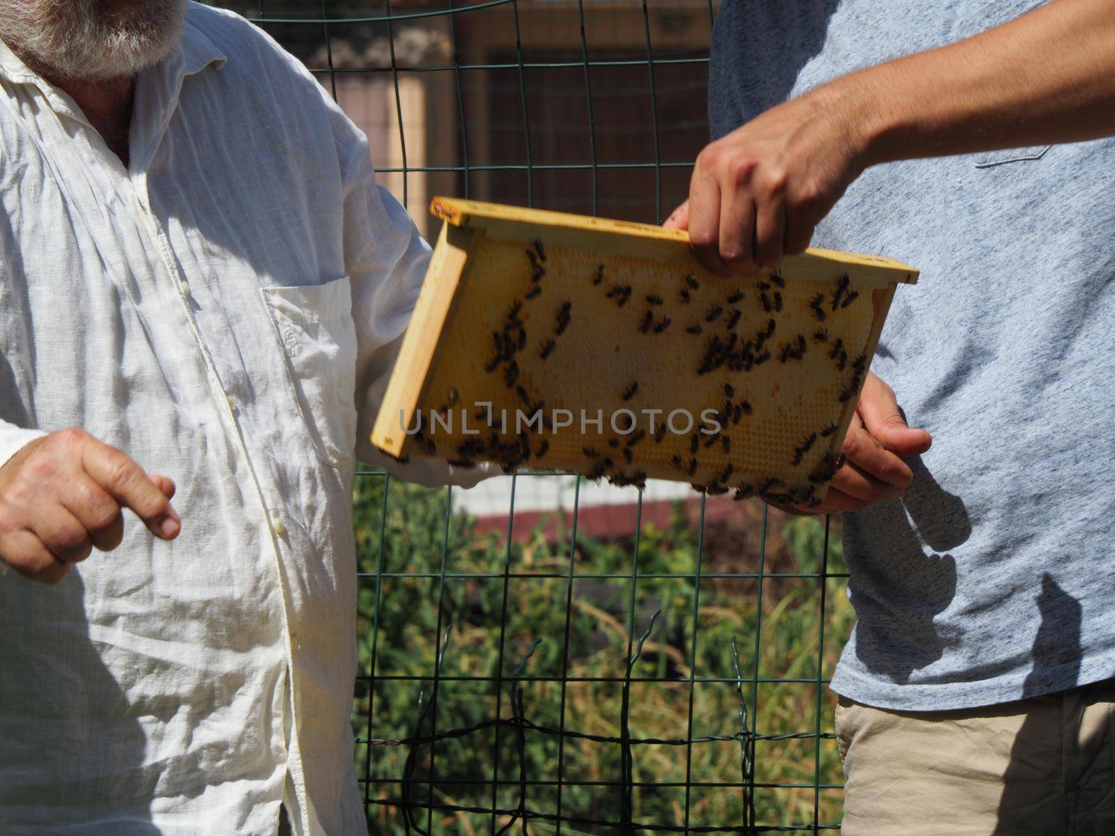 Master bee keeper pulls out a frame with honey from the beehive in the colony. by verbano