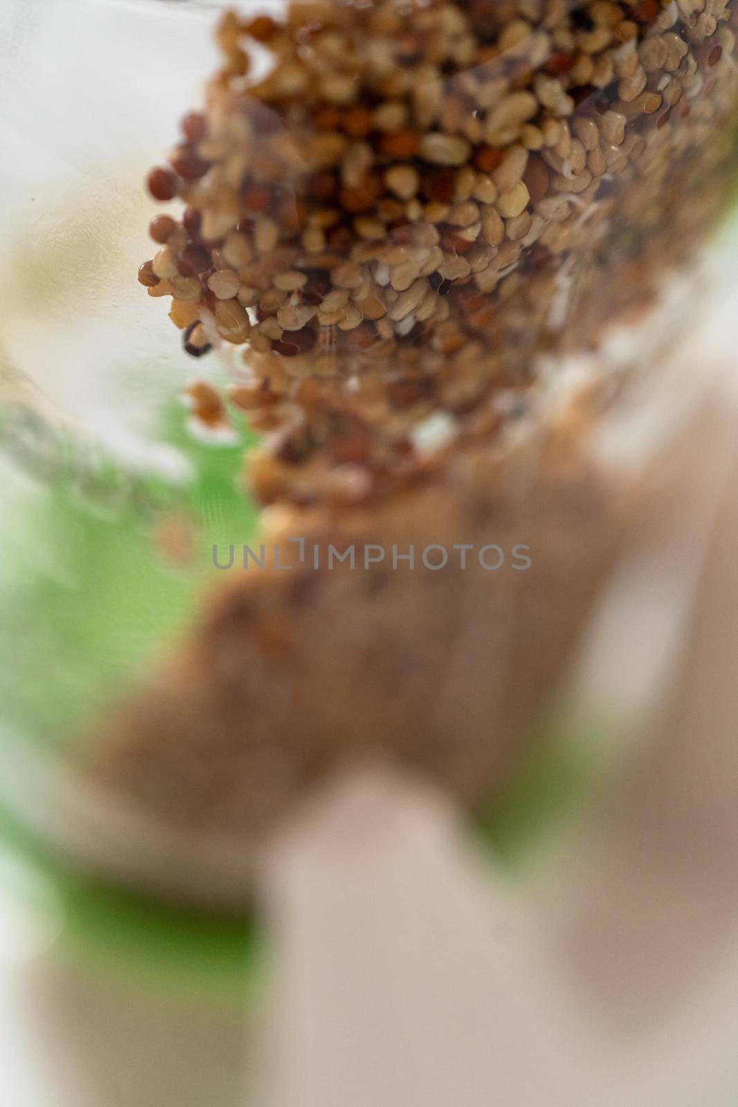 Day 3. Growing organic sprouts in a mason jar with sprouting lid on the kitchen counter.