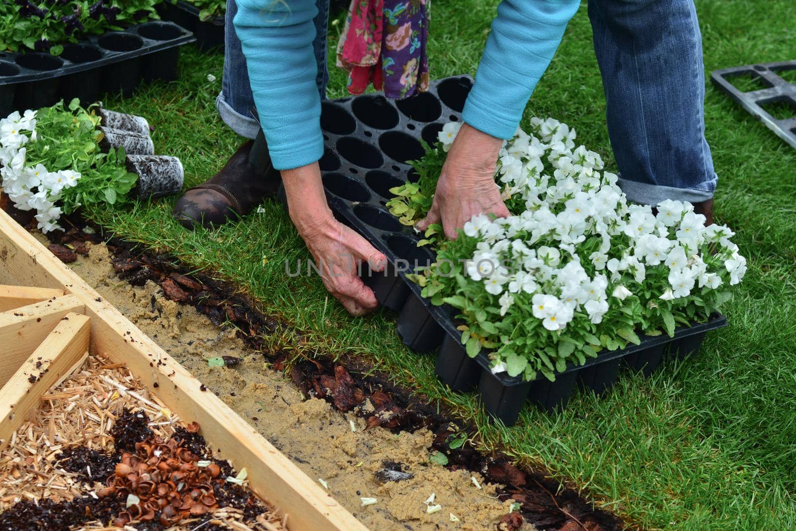 Elderly woman plants flowers in the garden