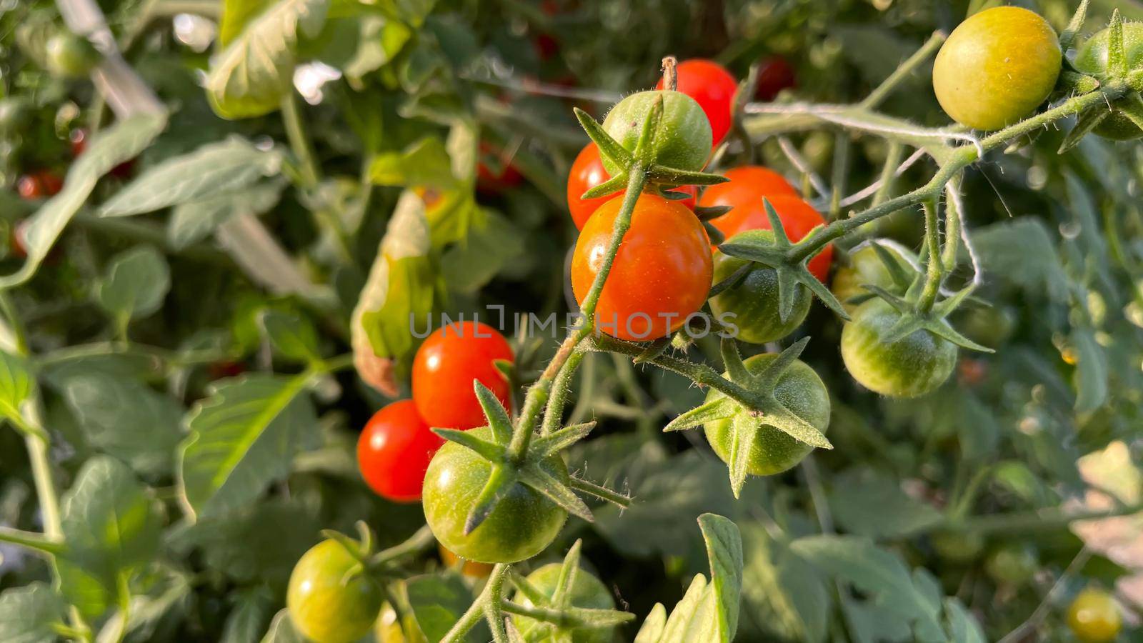 ripe small round tomatoes in the garden.