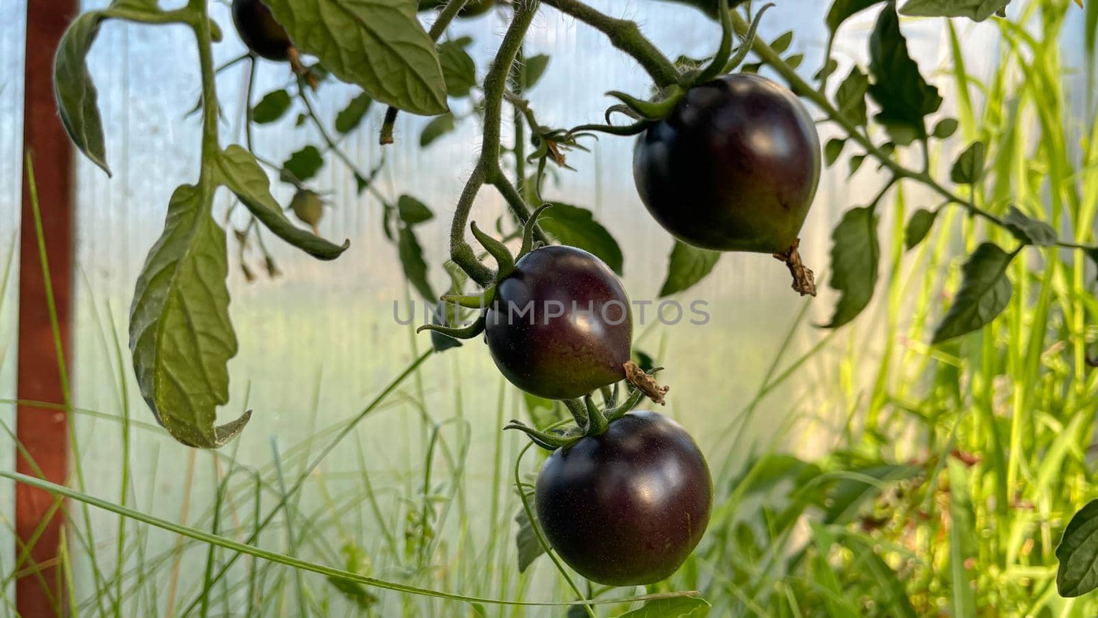 Fresh black tomatoes growing in the greenhouse. Black tomato Indigo Rose