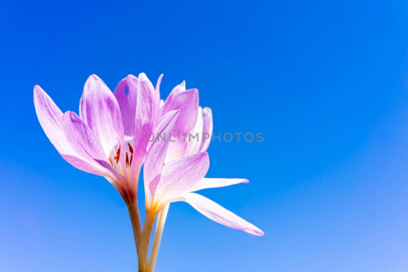 Beautiful crocus flower on a blue background. Place for writing by Serhii_Voroshchuk