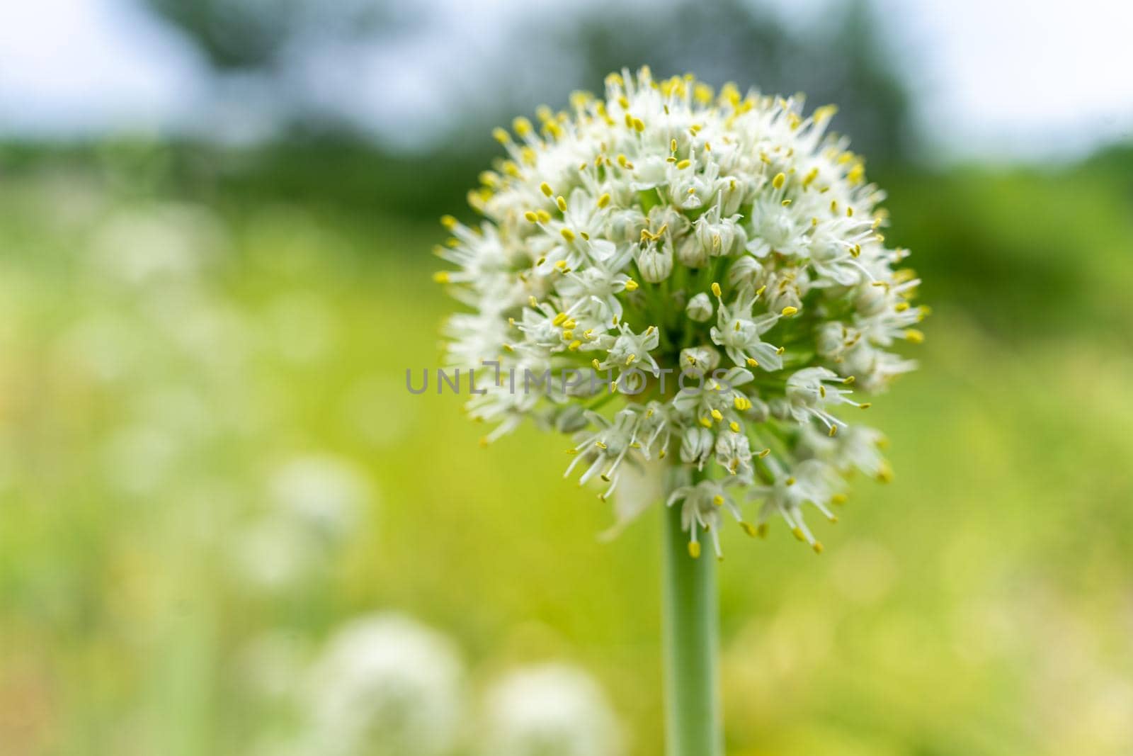 Garlic flower. Plant and grow at home. Garlic seeds. Rural natural background with place for writing. Clouse up by Serhii_Voroshchuk