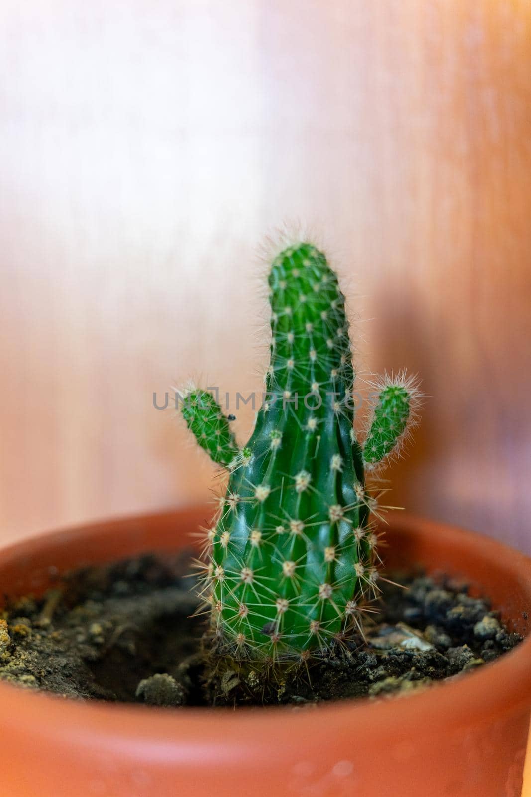 A small cactus in a brown pot looks like a person with raised arms by Serhii_Voroshchuk