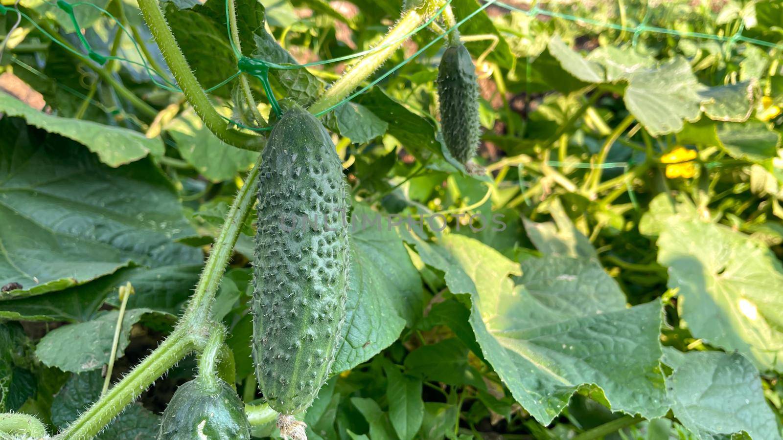 cucumber vine with peduncles and cucumber ovaries on garden net. cucumber vine. Ripening cucumbers in garden in sun in open air without gmo