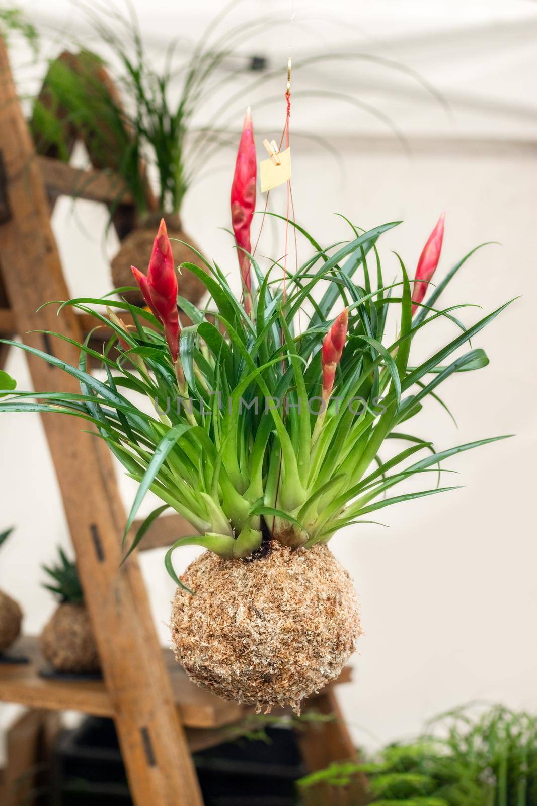 Kokedama balls with a tillandsia plants