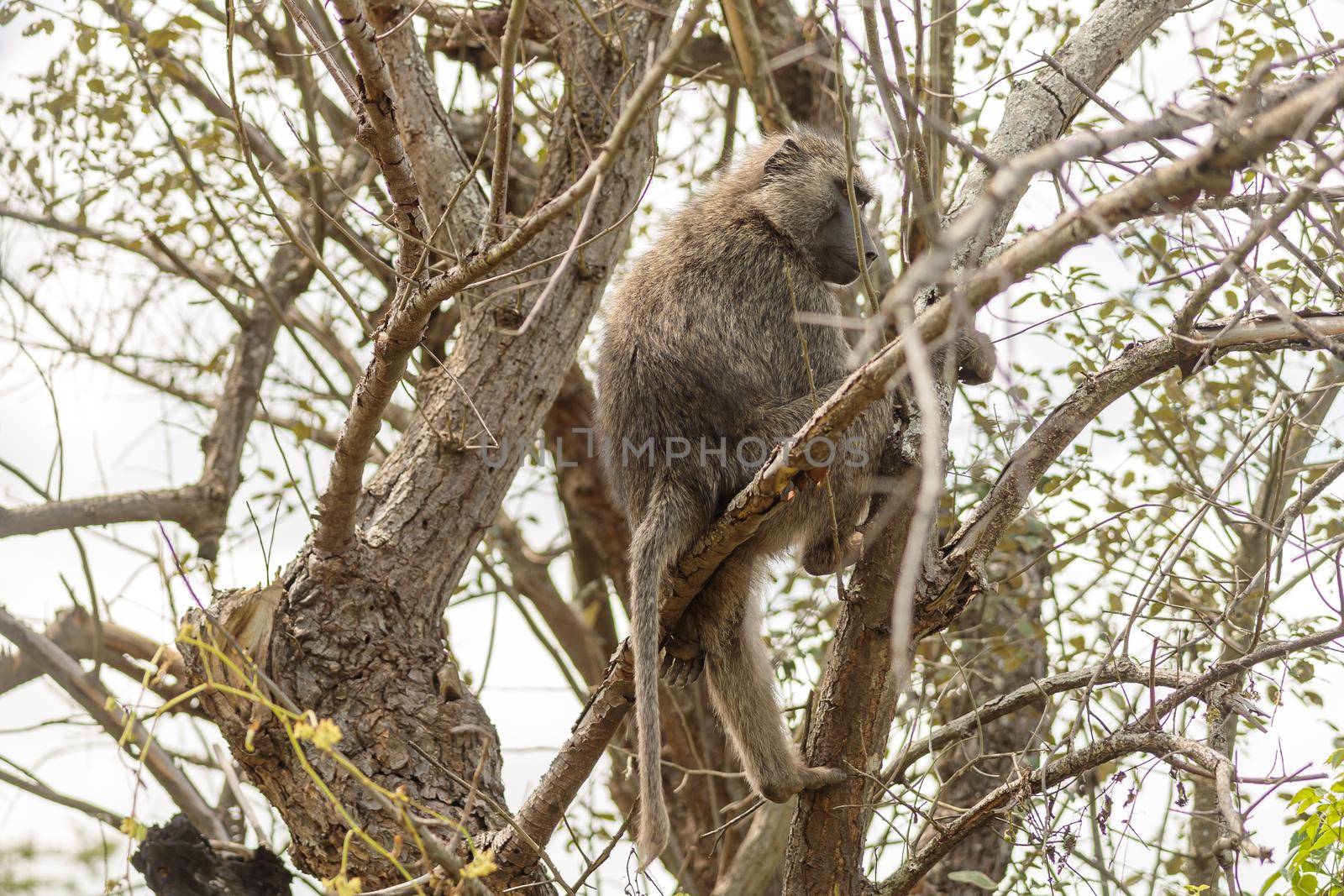 Hamadryas baboon is resting on a tree by Yaroslav_astakhov