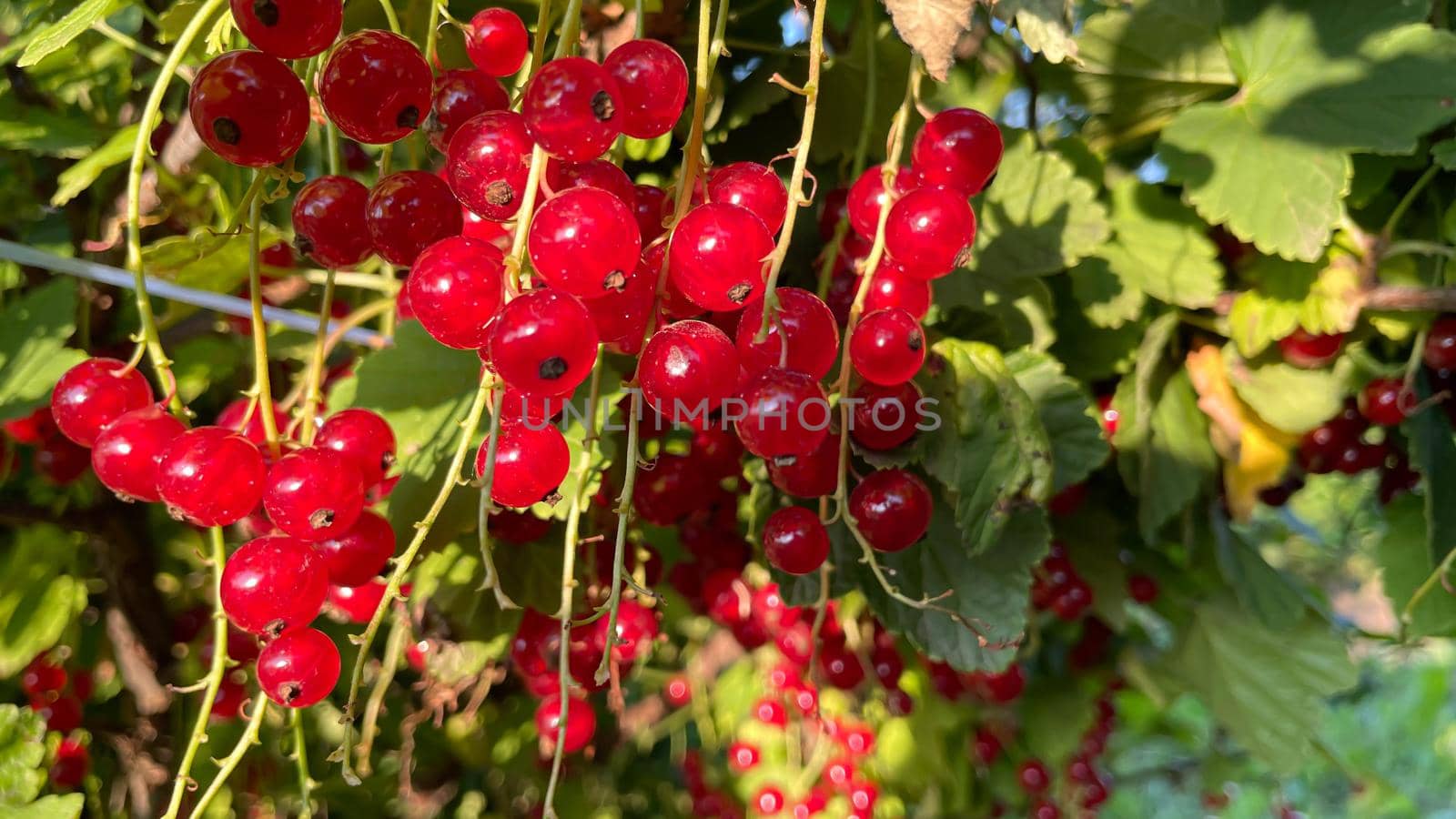 Macro shot of ripening red currant berries. High quality photo