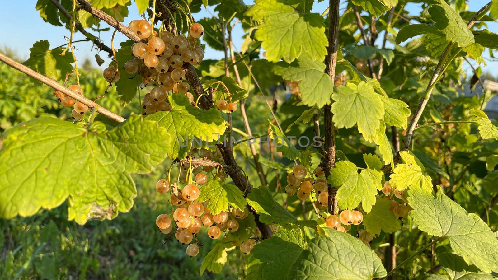 a small branch of white currant in the garden.