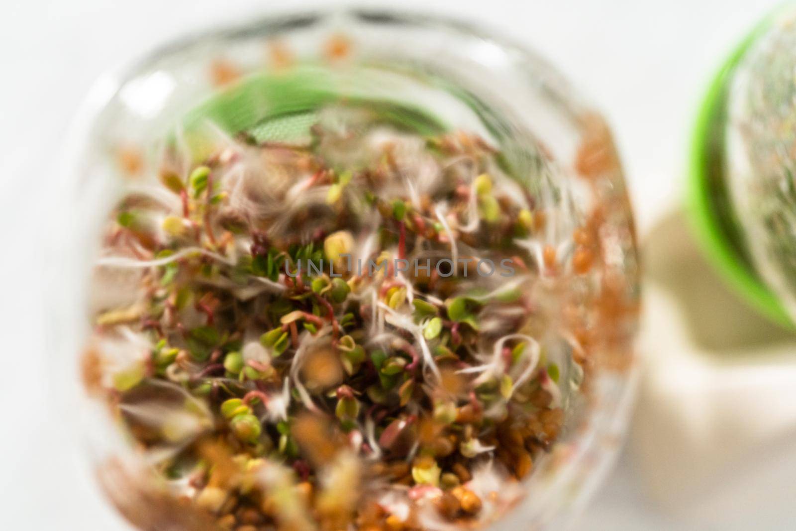 Day 6. Growing organic sprouts in a mason jar with sprouting lid on the kitchen counter.