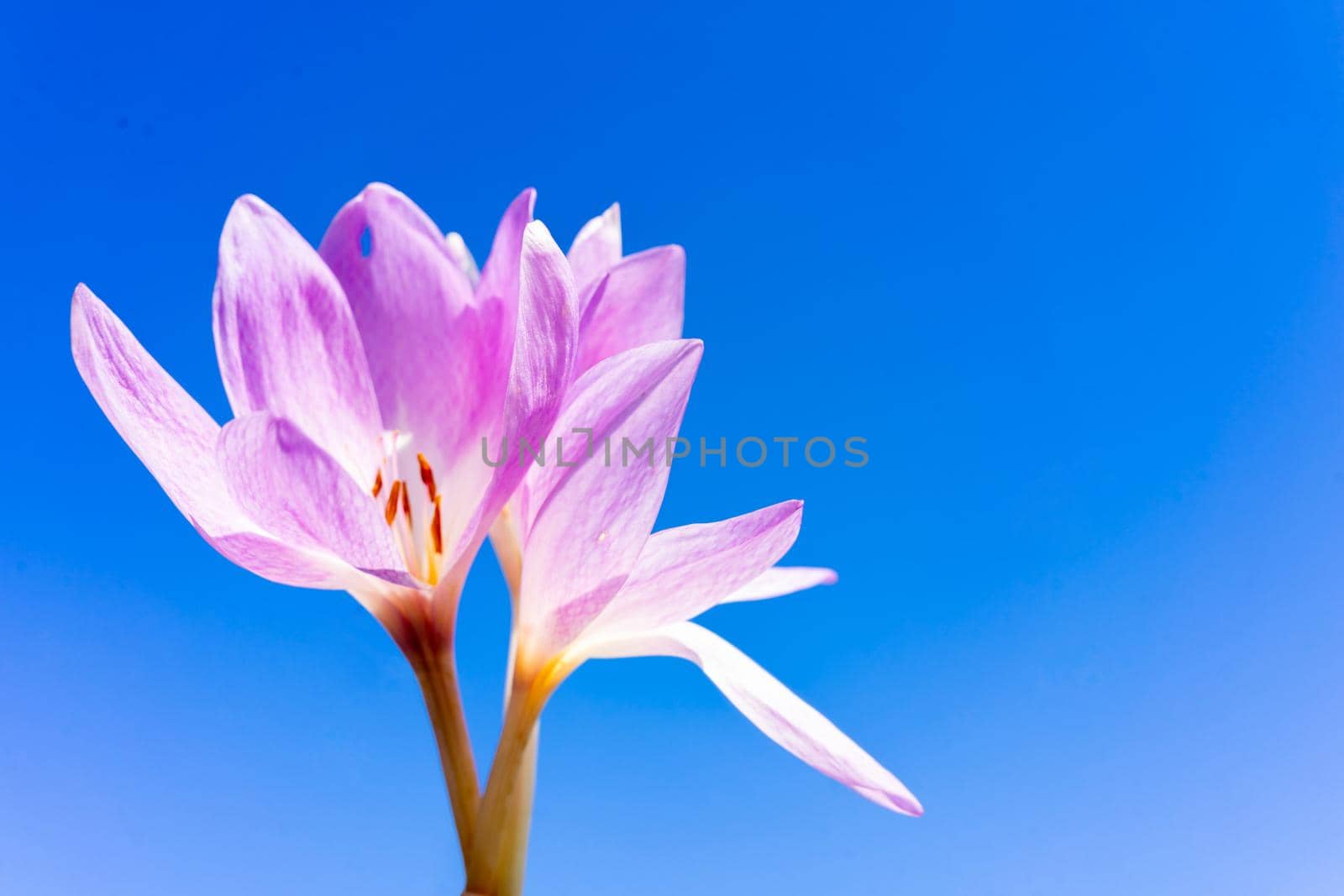 Beautiful crocus flower on a blue background. Place for writing. Copy space.